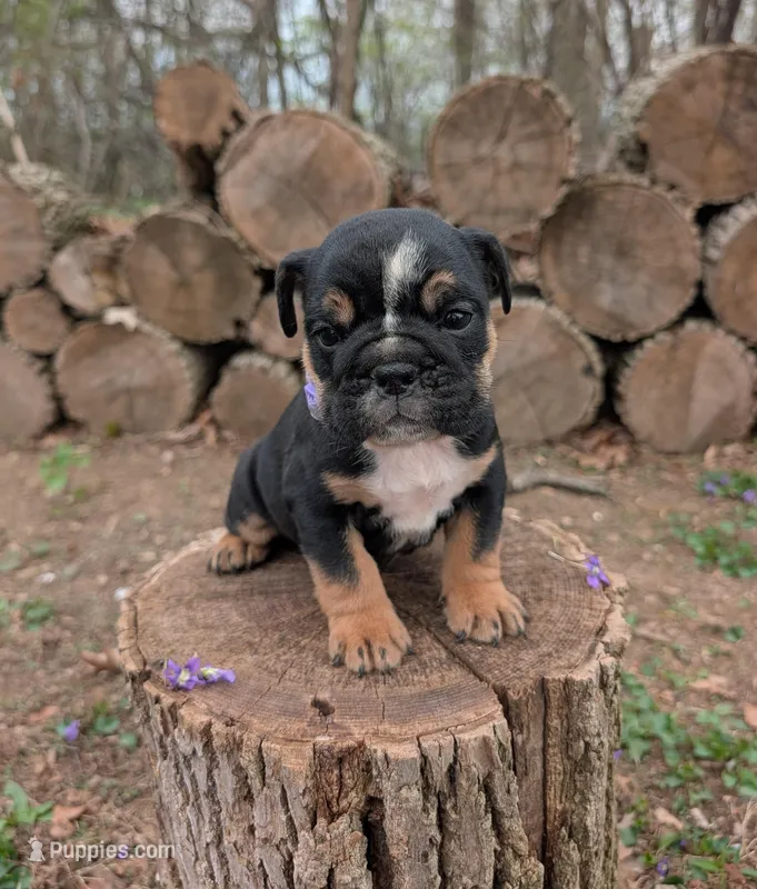 Violet – English Bulldog puppy for sale in Manheim, PA