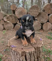 Violet, a female English Bulldog for sale in Manheim, PA – Photo 1 of 7