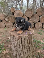 Violet, a female English Bulldog for sale in Manheim, PA – Photo 5 of 7