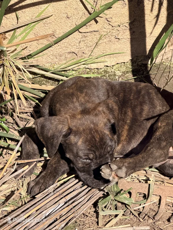 Corso  – Cane Corso puppy for sale in Los Angeles, CA