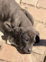 No name , a male Cane Corso for sale in Los Angeles, CA – 6 of 6