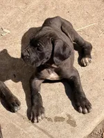 No name , a male Cane Corso for sale in Los Angeles, CA – 2 of 6