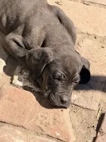 Corso , a male Cane Corso for sale in Los Angeles, CA – 2 of 4