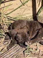 No name , a male Cane Corso for sale in Los Angeles, CA – 3 of 6