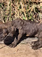 Corso , a male Cane Corso for sale in Los Angeles, CA – 3 of 4