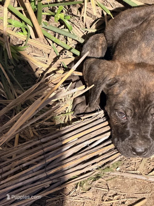 No name  – Cane Corso puppy for sale in Los Angeles, CA