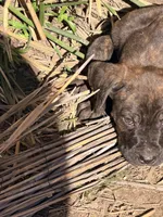 No name , a male Cane Corso for sale in Los Angeles, CA – 1 of 6