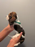 Bernard, , a male Basset Hound for sale in Barstow, CA – 2 of 3