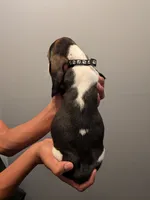 Leonard, a male Basset Hound for sale in Barstow, CA – 3 of 3