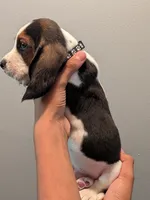 Leonard, a male Basset Hound for sale in Barstow, CA – 2 of 3