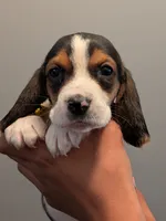 Otis, a male Basset Hound for sale in Barstow, CA – 3 of 3