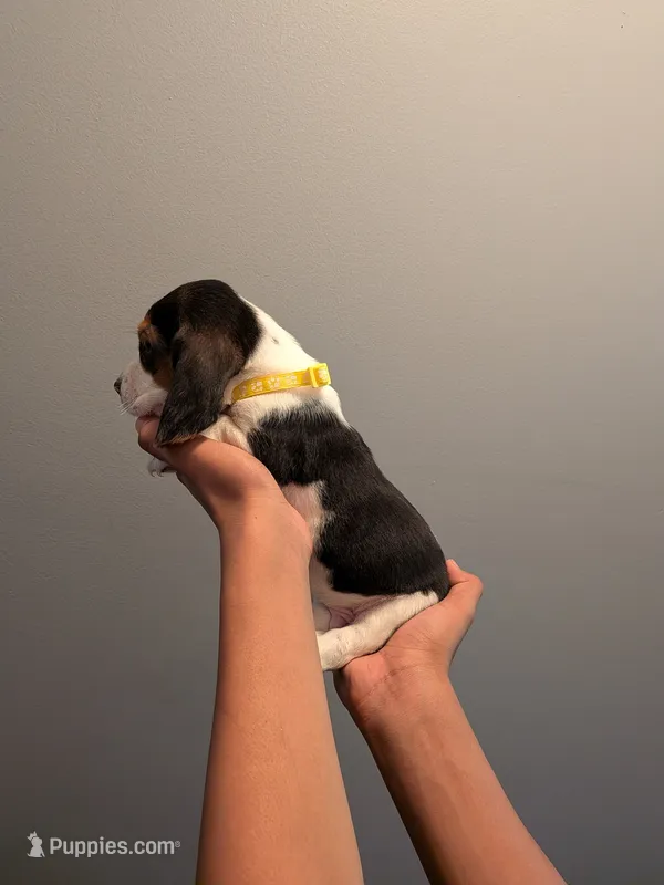 Otis – Basset Hound puppy for sale in Barstow, CA