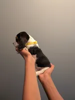 Otis, a male Basset Hound for sale in Barstow, CA – 1 of 3