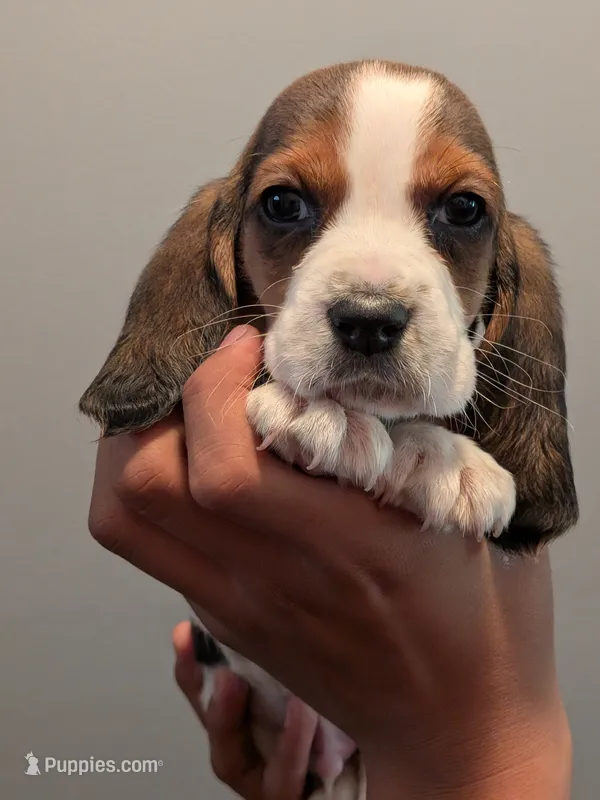 Bernard,  – Basset Hound puppy for sale in Barstow, CA
