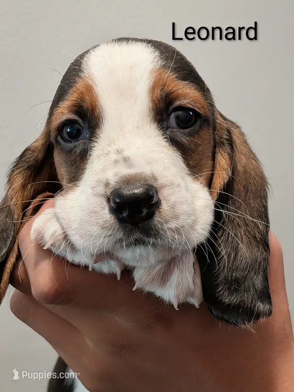 Leonard – Basset Hound puppy for sale in Barstow, CA