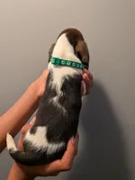 Bernard, , a male Basset Hound for sale in Barstow, CA – 3 of 3