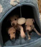 Lui, a male Italian Greyhound for sale in San Diego, CA – Photo 2 of 5