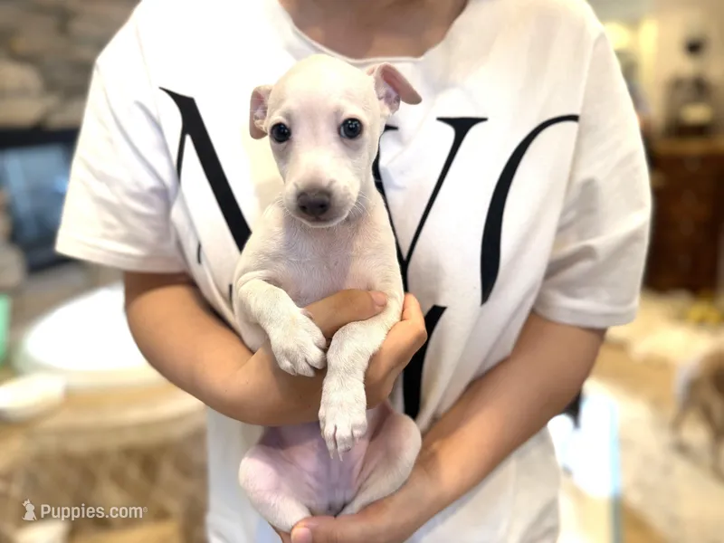 Lui – Italian Greyhound puppy for sale in San Diego, CA