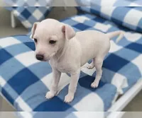 Lui, a male Italian Greyhound for sale in San Diego, CA – Photo 3 of 5
