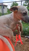 Finn, a male Australian Cattle Dog for sale in Greeneville, TN – 2 of 4