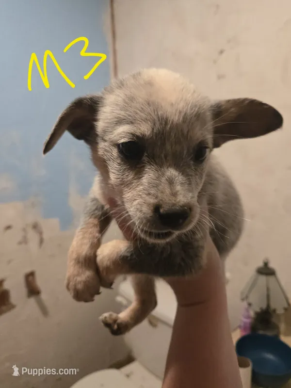 Ranger – Australian Cattle Dog puppy for sale in Greeneville, TN