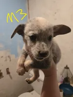 Ranger, a male Australian Cattle Dog for sale in Greeneville, TN – 1 of 3