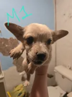 Finn, a male Australian Cattle Dog for sale in Greeneville, TN – 1 of 3