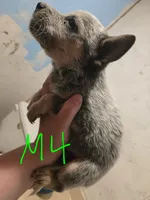 DJ, a male Australian Cattle Dog for sale in Greeneville, TN – 2 of 3