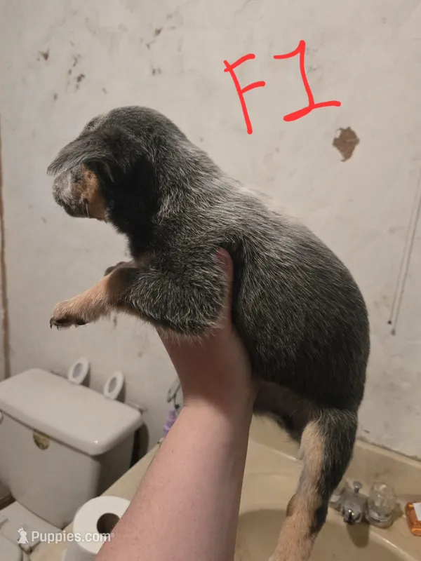 Piper – Australian Cattle Dog puppy for sale in Greeneville, TN