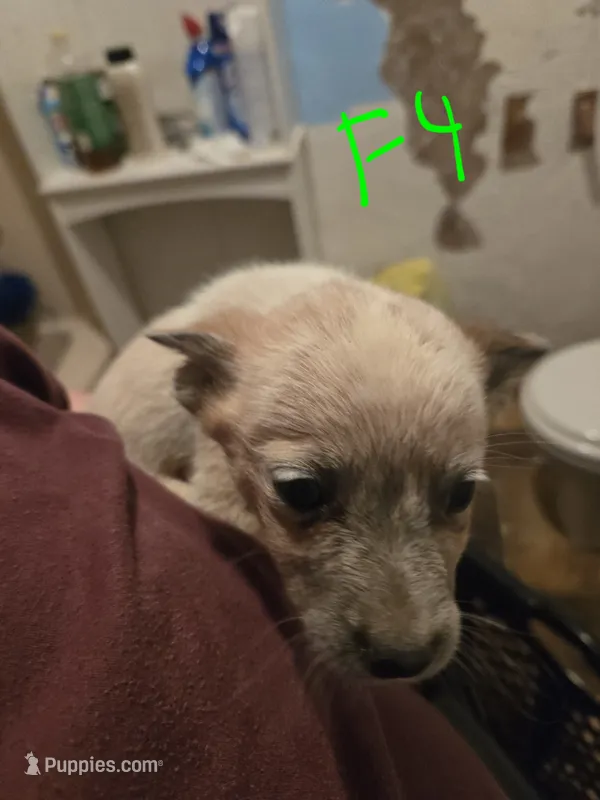 Bella – Australian Cattle Dog puppy for sale in Greeneville, TN