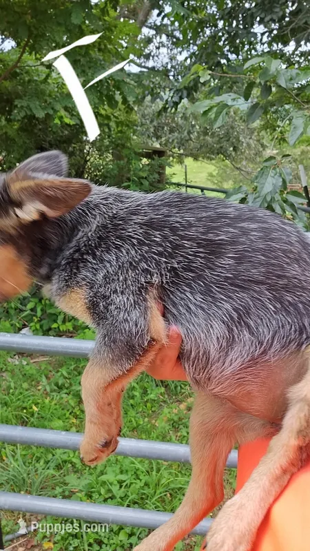 Piper – Australian Cattle Dog puppy for sale in Greeneville, TN