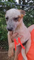 Finn, a male Australian Cattle Dog for sale in Greeneville, TN – 4 of 4