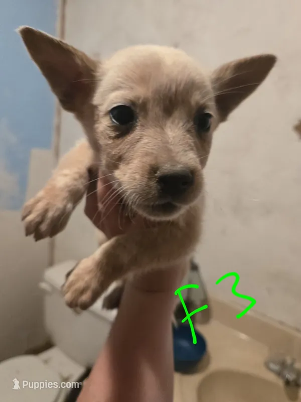 Piper – Australian Cattle Dog puppy for sale in Greeneville, TN