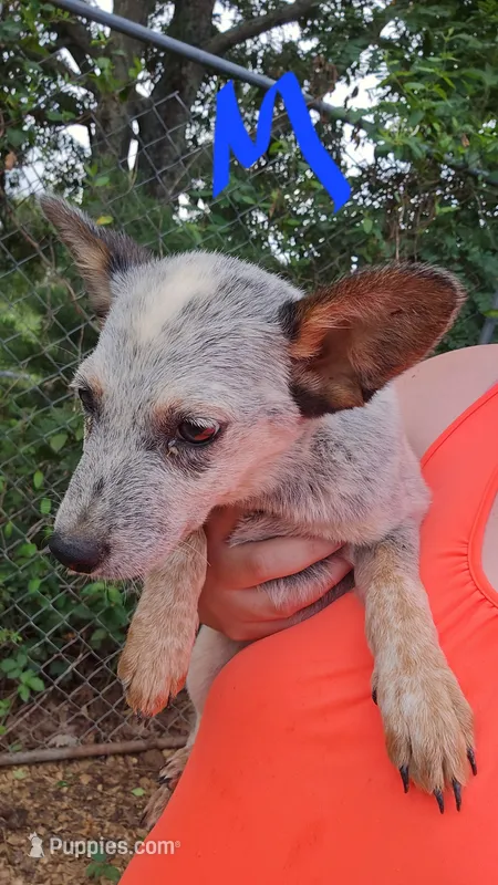 Ranger – Australian Cattle Dog puppy for sale in Greeneville, TN