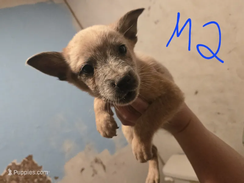 Cooper – Australian Cattle Dog puppy for sale in Greeneville, TN