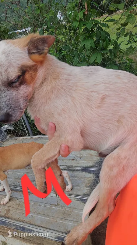 Finn – Australian Cattle Dog puppy for sale in Greeneville, TN