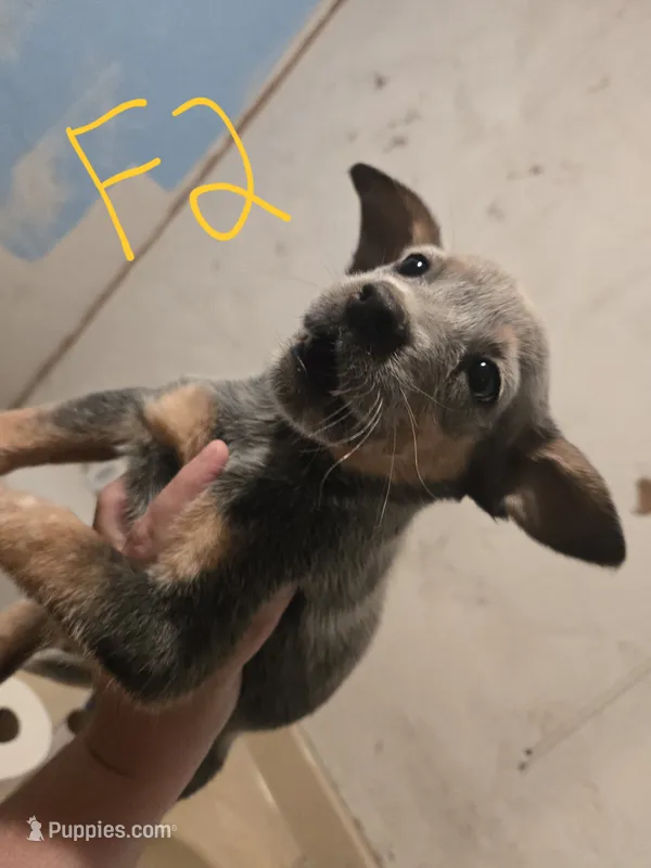 Luna – Australian Cattle Dog puppy for sale in Greeneville, TN
