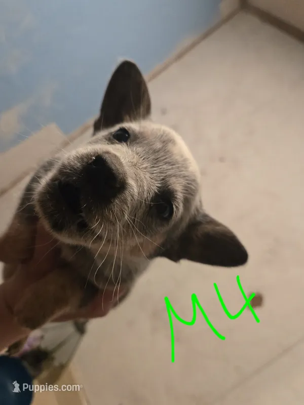 DJ – Australian Cattle Dog puppy for sale in Greeneville, TN