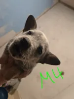 DJ, a male Australian Cattle Dog for sale in Greeneville, TN – 1 of 3