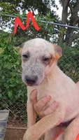 Finn, a male Australian Cattle Dog for sale in Greeneville, TN – 3 of 4