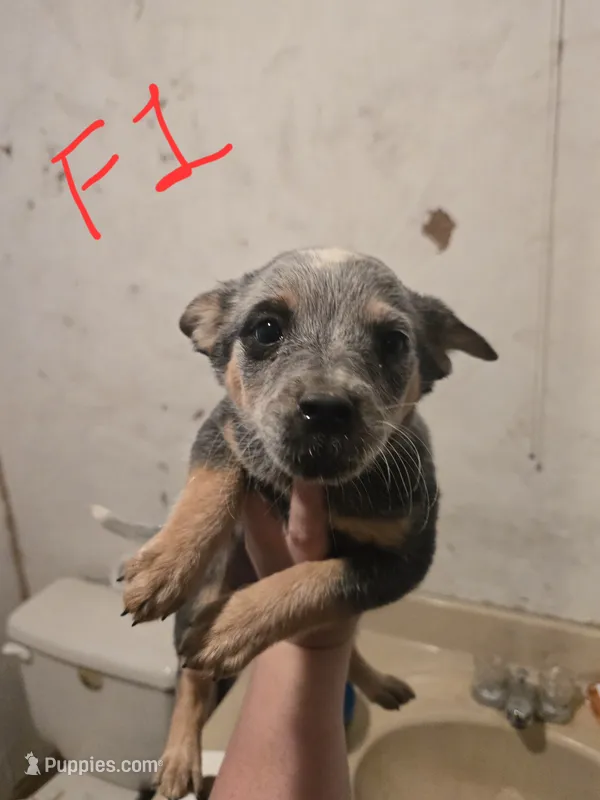 Daisy – Australian Cattle Dog puppy for sale in Greeneville, TN