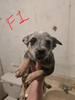 Daisy, a female Australian Cattle Dog for sale in Greeneville, TN – 1 of 3