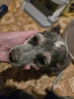 Luna, a female Australian Cattle Dog for sale in Greeneville, TN – 5 of 5