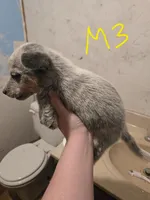 Ranger, a male Australian Cattle Dog for sale in Greeneville, TN – 2 of 3