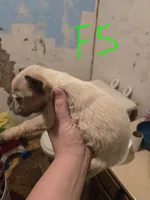 Lily, a female Australian Cattle Dog for sale in Greeneville, TN – 2 of 3