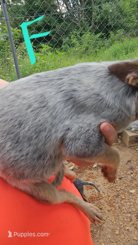 Luna – Australian Cattle Dog puppy for sale in Greeneville, TN