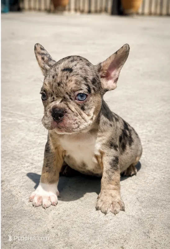 Timepiece  – French Bulldog puppy for sale in Pomona, CA