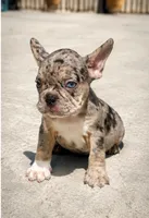 Timepiece , a male French Bulldog for sale in Pomona, CA – 1 of 1