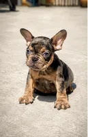 Yogi, a male French Bulldog for sale in Pomona, CA – 1 of 1