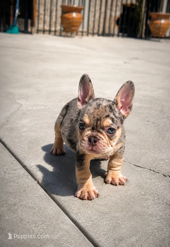 Future – French Bulldog puppy for sale in Pomona, CA